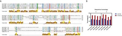 Pre-existing anti-HCoV-OC43 immunity influences the durability and cross-reactivity of humoral response to SARS-CoV-2 vaccination